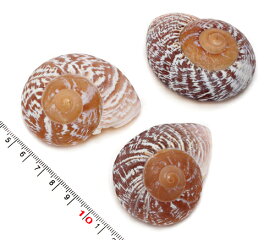 【貝殻パーツ】ヒネリセンベイマイマイ 1個　（ゆうパケット厚み3cm配送可能商品）