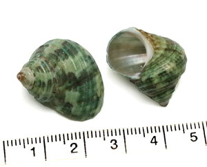 【貝殻パーツ】ミドリサザエ SSサイズ 2個入り 20-25mm【ゆうパケット3cm可能商品】