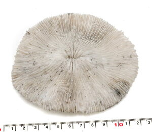 yLkp[czNTrCV no.3 TSp[c ʐ^i