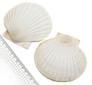 yLkp[czz^eKC@zCgn@7-10cm Ж6Zbgi3Zbg܂ł䂤pPbgz\ij