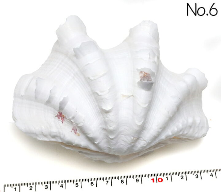 楽天市場】【貝殻パーツ】 天然シャコ貝 ヒレシャコガイ 2枚合わせ 