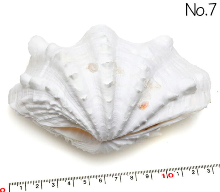 楽天市場】【貝殻パーツ】 天然シャコ貝 ヒレシャコガイ 2枚合わせ 