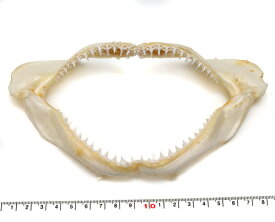 楽天1位獲得!!【標本パーツ】サメのあご　鮫の顎　サメの歯付き　約18-20cm　1個　メジロザメ科
