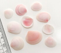 楽天市場】りんご貝の通販