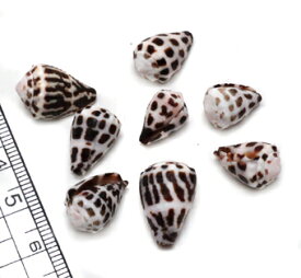 【小さな貝殻パーツ】マダライモガイ　4個