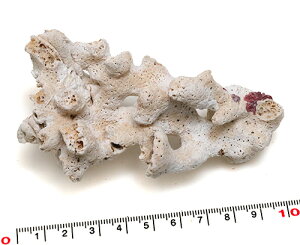 yLkp[cz X }TS ʐ^i 9.5cm