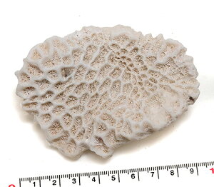 yLkp[cz X eڐ ʐ^i@9.5cm