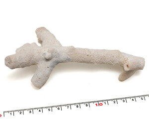 yLkp[cz X }TS ʐ^i 14.5cm