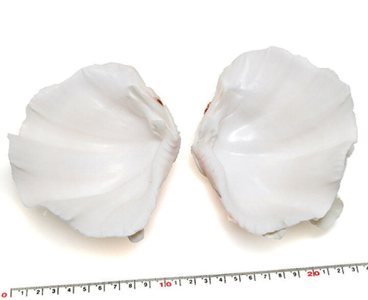 楽天市場】【貝殻パーツ】 天然シャコ貝 シャコガイ 2枚合わせ 欠け 