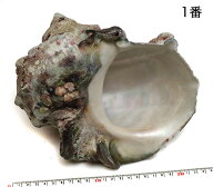 【貝殻パーツ】夜光貝　LLサイズ　最長17-20cm 1個 ＜送料無料＞　沖縄産