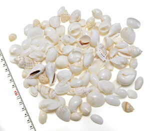 yV1ʊl!! n zCgn Lk zCgVF~bNX TCY 200g Ɩp