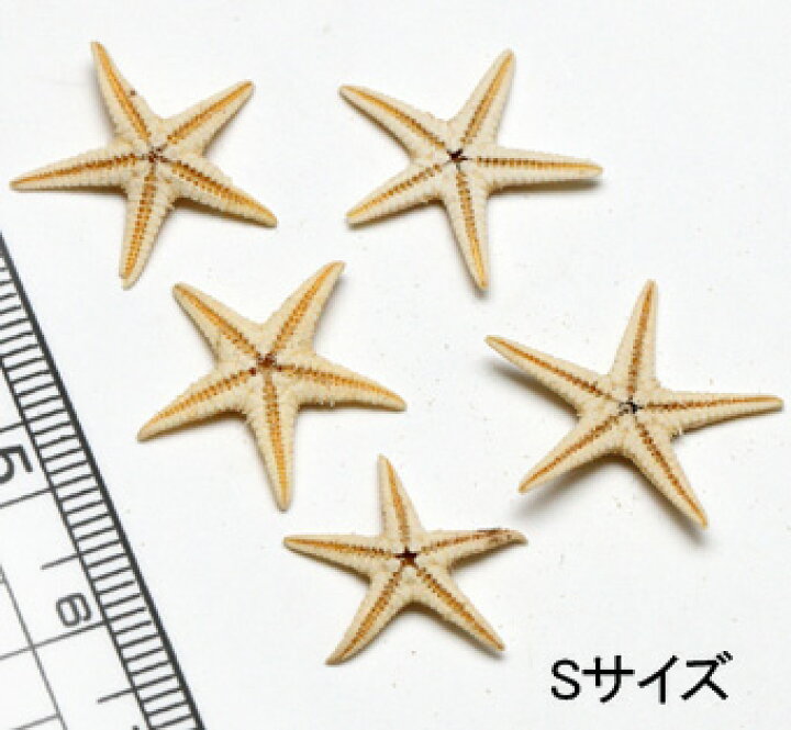 楽天市場】楽天1位獲得!!【小さな貝殻パーツ】ミニヒトデ 小さいヒトデ  