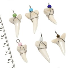 【小さな貝殻パーツ】サメの歯　ワイヤーカン付き　1個 前歯《サメの歯》