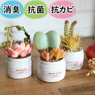 光触媒より便利な『CT触媒フェイクグリーン カラフル多肉植物3個セットA』( 卓上 ミニ 消臭 空気清浄 防…