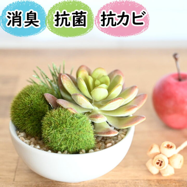楽天市場】光触媒より便利な『CT触媒フェイクグリーン 多肉植物寄せ 