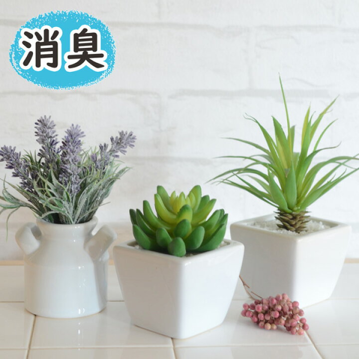 楽天市場 置くだけで消臭 細菌やカビの増殖を抑えます ｃｔ触媒フェイクグリーン３個セット 消臭 多肉植物 観葉植物 フラワー 本物みたい 光触媒より便利 ミニ 造花 イミテーション おしゃれ 玄関 トイレ インテリア おすすめ 棚フック 雑貨 ゆららかマーケット
