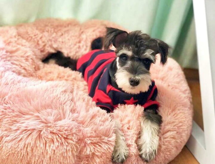 楽天市場 ペットベットxl 送料無料 気持ちいい 犬グッズ ペットグッズ 犬 ねこ ベッド 寝る中型犬 ペット 人気 フワフワ かわいい ぐっすり 眠り 70cm ｙｕｒｕ ｂｕｌｌ