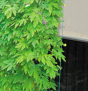 ΂̃J[e TCh[vt ΂̃J[elbg 3.6×5m AEgbg΂̃J[e J[e A 鐫A ȐA ATKI S[ LE w`} ƒ؉ TCh[v