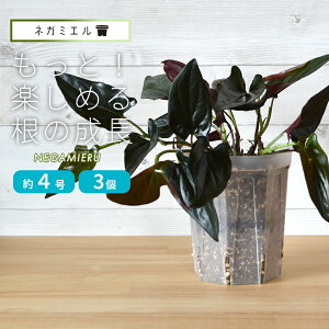 [ 3Zbg] Xbg lK~G 12cm O^Cv 4 120LNEgamieru 󉪉| Xbg  A ͔|p |bg v^[ POT c  Ǘ ʔ ̔ X 戵 Vbv  Ƃł