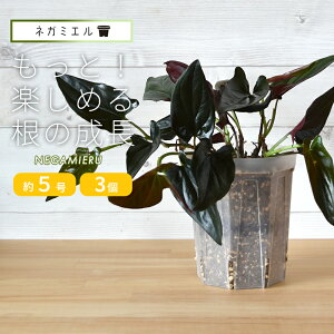 [ 3Zbg] Xbg lK~G 15cm O^Cv 5 150LNEgamieru 󉪉| Xbg  A ͔|p |bg v^[ POT c  Ǘ ʔ ̔ X 戵 Vbv  Ƃł