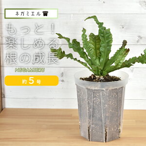 y|Cg5{z1PʂŔ̔DȐłǂIXbg lK~G 15cm O^Cv 5 150L 1Xbg    NA ͔| Ǘ Negamieru  4 