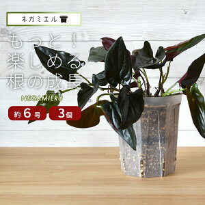 [ 3Zbg] Xbg lK~G 18cm O^Cv 6 180LNEgamieru 󉪉| Xbg  A ͔|p |bg v^[ POT c  Ǘ ʔ ̔ X 戵 Vbv  Ƃł