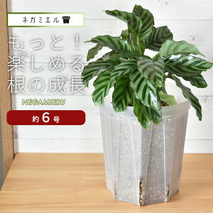 1̔IDȐłǂIXbg lK~G 18cm O^Cv 6 180LXbg    NA ͔| Ǘ Negamieru  4 6  󉪉| A