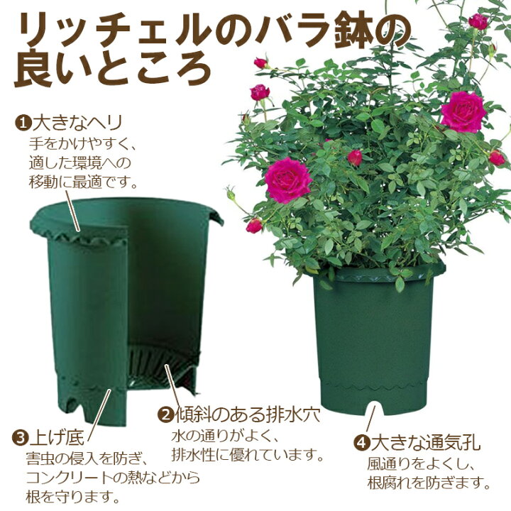 楽天市場 リッチェル バラ鉢 ６号 ダークグリーン 悠彩堂