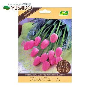 切花 白の人気商品 通販 価格比較 価格 Com