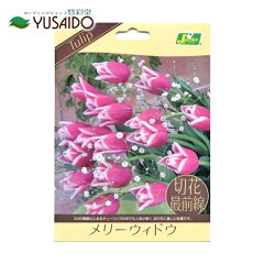 楽天市場 球根 種苗 球根 秋植え球根 チューリップ 悠彩堂