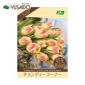 球根 寄せ植え セットの人気商品 通販 価格比較 価格 Com