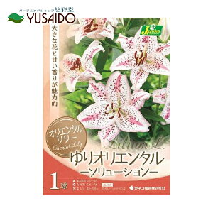 球根 百合球根の通販 価格比較 価格 Com