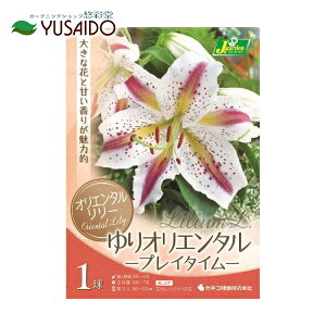 球根 カサブランカの人気商品 通販 価格比較 価格 Com 球根 カサブランカの人気商品 通販 価格比較 価格 Com
