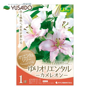 カサブランカ 白 球根の人気商品 通販 価格比較 価格 Com
