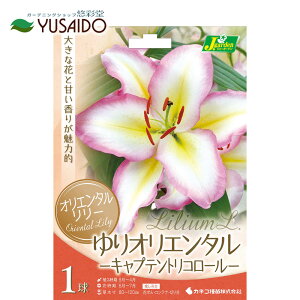 ς炫 IG^S  JlRc uLvegR[v ԐFFnɃsN̕ւƉ 1HA  S  JTuJ Â ĕ A