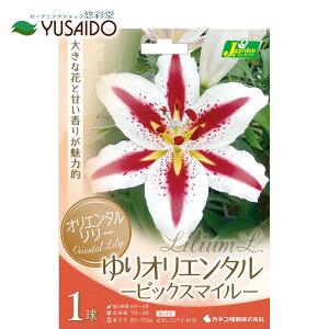 IG^S  JlRc urbNX}Cv ԐFFnɃCbh̃CۓIBHA  S  JTuJ ؂₩ Â ĕ  A 