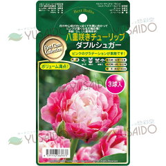 楽天市場 球根 種苗 球根 秋植え球根 悠彩堂