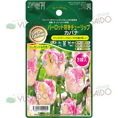 楽天市場 球根 種苗 球根 秋植え球根 悠彩堂