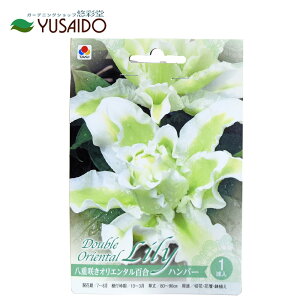 ^LC [Y[ no[ dIG^SHA  S  S[WX VF ĕ  A ς K[fjO IG^ ̔ ʔ