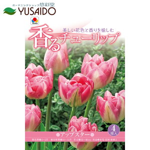 `[bv  ^LCc `[bv uAbvX^[v4 J[FsNɔ d`[bv h     t S 񂹐A ĕ A     
