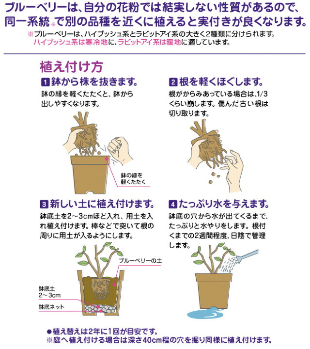 楽天市場】花ごころ ブルーベリーの土 5L : 悠彩堂