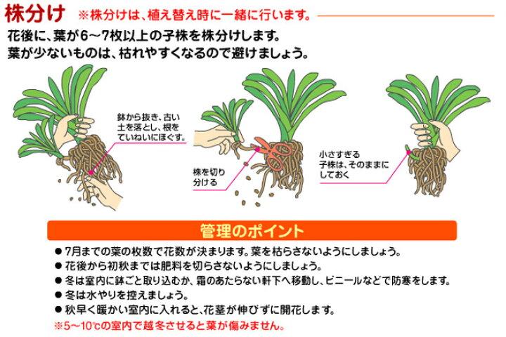 楽天市場 花ごころ クンシランの土 12l 悠彩堂