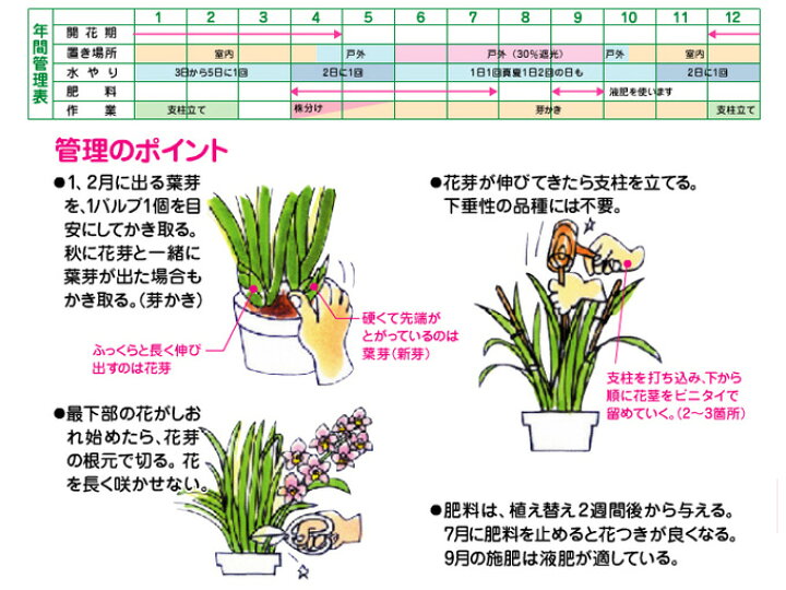 グリーンプラン 培養土 シンビジューム