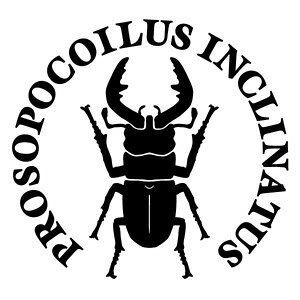 ymRMNK^ Ver.032 JbeBOXebJ[ ~jTCY 3g 11.5cm×10.8cmzPROSOPOCOILUS INCLINATUS nhCh