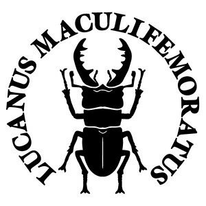 y~}NK^ Ver.036 JbeBOXebJ[ 唻LTCY 2g 27cm×25.4cmzLUCANUS MACULIFEMORATUS nhCh