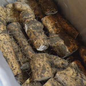 iꗣj y󂠂zyct@[Y ܂Ƃ12KgzNbLOVst QnY܂ƈ Y YyGOOPz