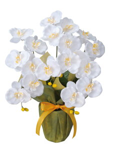 _{ő88%off HSALE^yLO1ʁz ϗtA  lHϗtA  mA[gt[n~fBӒWG}̗͂ł̋CN[ɁIA[gt[~fBӒ