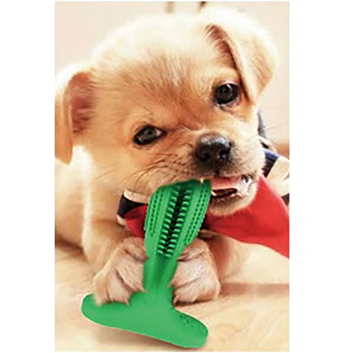 楽天市場 犬用歯ブラシ ペット用お手入れ用品 デンタルケア用品 歯ブラシfl 1525 歯ブラシ 犬用 デンタルケア 噛むだけ 歯垢除去 歯茎マッサージ 口臭対策 虫歯対策 天然ゴム 簡単 バリュー家具 ゆとり生活研究所 楽天市場 犬用歯ブラシ ペット用お手入れ用品 デンタルケア用品 歯ブラシfl 1525 歯ブラシ 犬用 デンタルケア 噛むだけ 歯垢除去 歯茎マッサージ 口臭対策 虫歯対策 天然ゴム 簡単 バリュー家具 ゆとり生活研究所