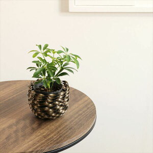 K[fjO _ Aؔ v^[ Aؔ v^[Jo[ ACAv^[ Jo[ S[h STCY2408TSF003 ACA _eCXg X^h^ v^[ Jo[ K[fj