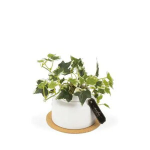 LV} GNA LA[eBtBVO[ MTCY lHϗtA CTG} tFCNO[ 